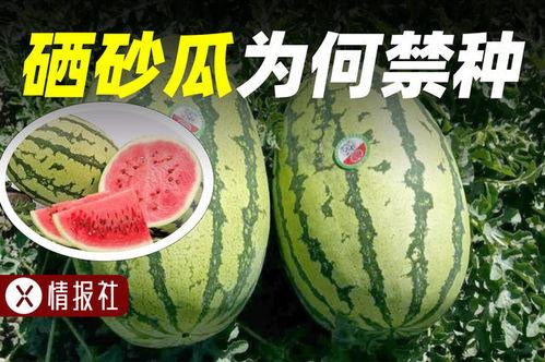 光速吃瓜,揭秘信息传播的神奇速度