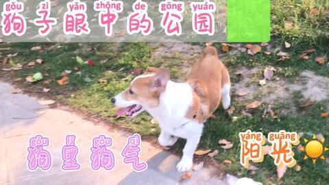 狗吃不吃西葫芦瓜