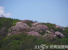 重庆金佛山今日头条,探寻自然奇观，体验生态秘境之旅