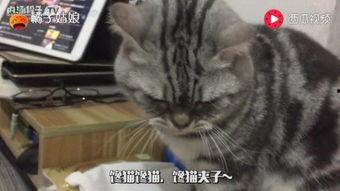 小馋猫吃瓜,揭秘瓜果美食的诱惑与魅力