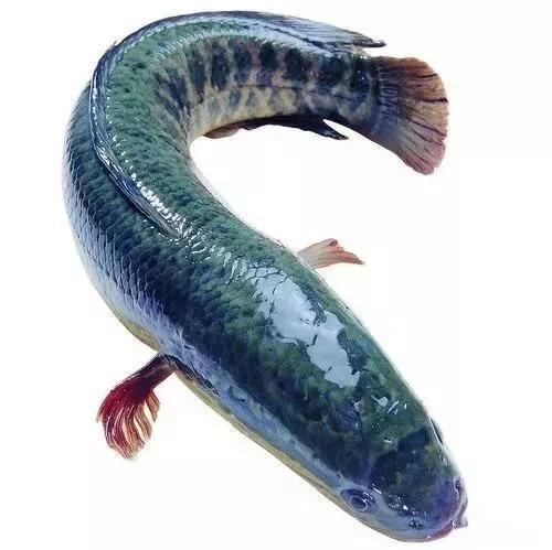 黑鱼视频全选吃瓜